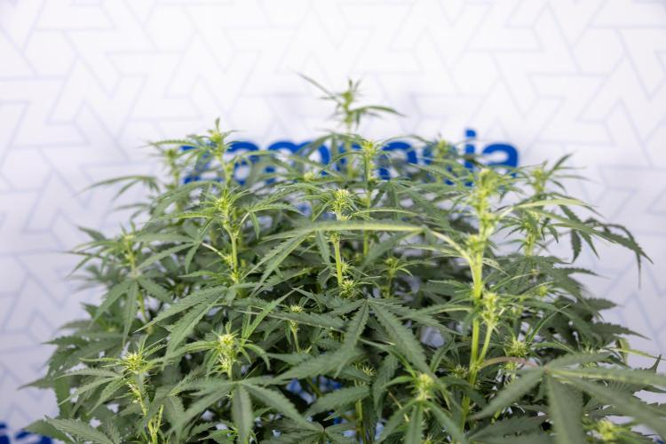 Mimosa 🌾 Auto - Zamnesia x B&B. Week 5 - Mimosa #2 - Main Lining