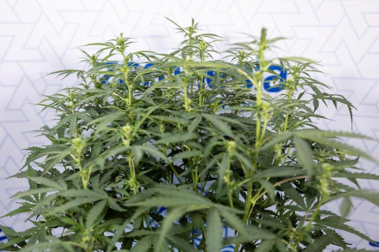 Mimosa 🌾 Auto - Zamnesia x B&B. Week 5 - Mimosa #2 - Main Lining