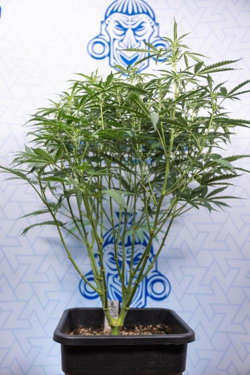 Mimosa 🌾 Auto - Zamnesia x B&B. Week 5 - Mimosa #2 - Main Lining