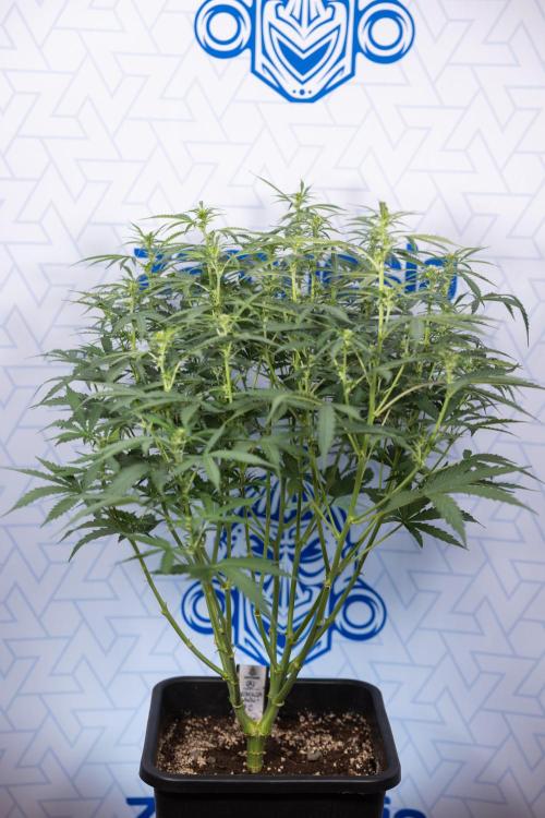 Mimosa 🌾 Auto - Zamnesia x B&B. Week 5 - Mimosa #2 - Main Lining