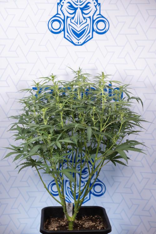 Mimosa 🌾 Auto - Zamnesia x B&B. Week 5 - Mimosa #2 - Main Lining