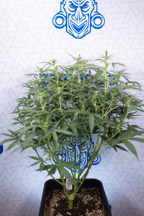 Mimosa 🌾 Auto - Zamnesia x B&B. Week 5 - Mimosa #2 - Main Lining