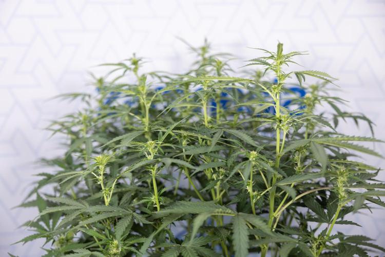 Mimosa 🌾 Auto - Zamnesia x B&B. Week 5 - Mimosa #2 - Main Lining