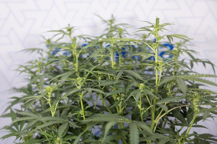 Mimosa 🌾 Auto - Zamnesia x B&B. Week 5 - Mimosa #2 - Main Lining