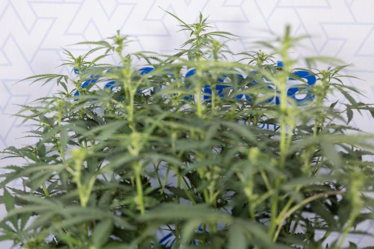 Mimosa 🌾 Auto - Zamnesia x B&B. Week 5 - Mimosa #2 - Main Lining