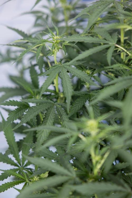 Mimosa 🌾 Auto - Zamnesia x B&B. Week 5 - Mimosa #2 - Main Lining