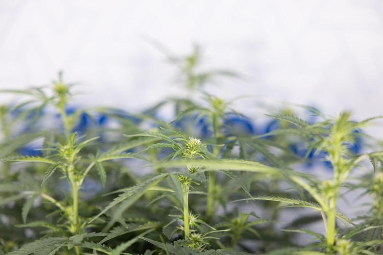 Mimosa 🌾 Auto - Zamnesia x B&B. Week 5 - Mimosa #2 - Main Lining