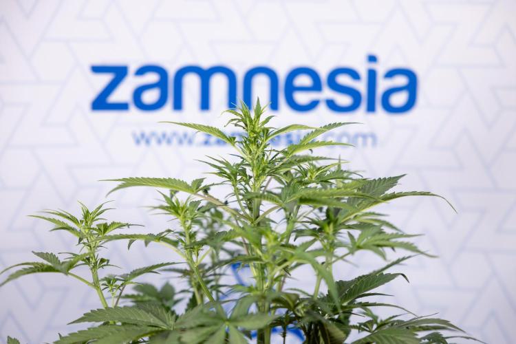 Mimosa 🌾 Auto - Zamnesia x B&B. Week 5 - Mimosa #1 - No Techniques