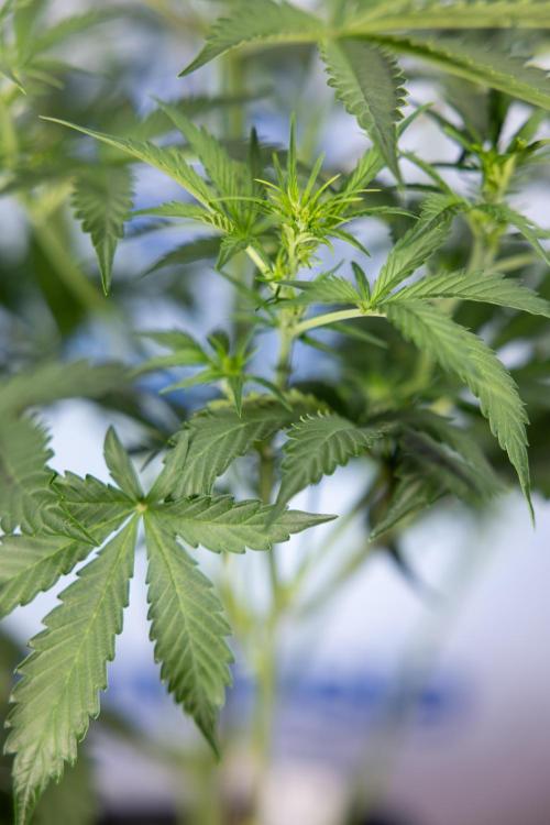 Mimosa 🌾 Auto - Zamnesia x B&B. Week 5 - Mimosa #1 - No Techniques