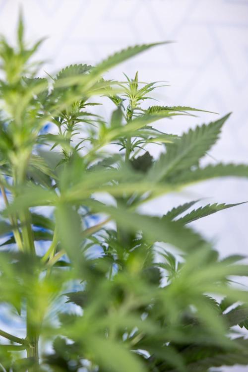 Mimosa 🌾 Auto - Zamnesia x B&B. Week 5 - Mimosa #1 - No Techniques