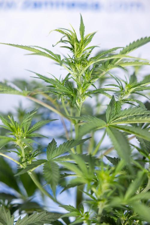 Mimosa 🌾 Auto - Zamnesia x B&B. Week 5 - Mimosa #1 - No Techniques