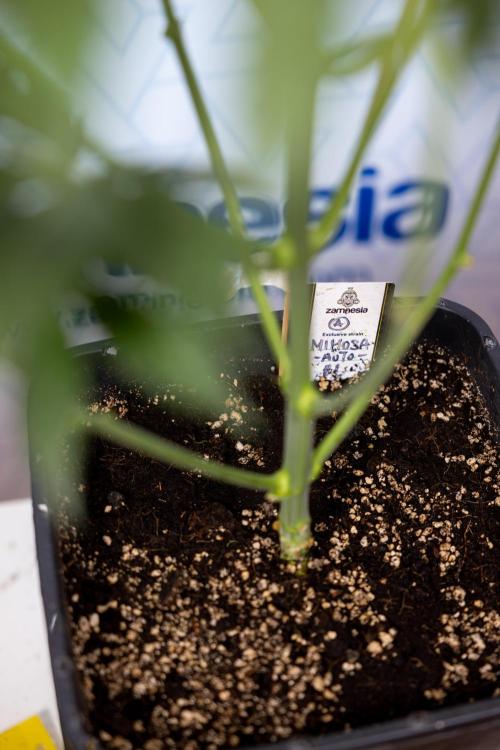 Mimosa 🌾 Auto - Zamnesia x B&B. Week 5 - Mimosa #1 - No Techniques