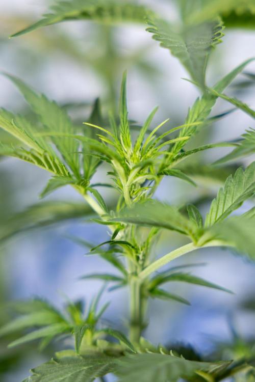 Mimosa 🌾 Auto - Zamnesia x B&B. Week 5 - Mimosa #1 - No Techniques