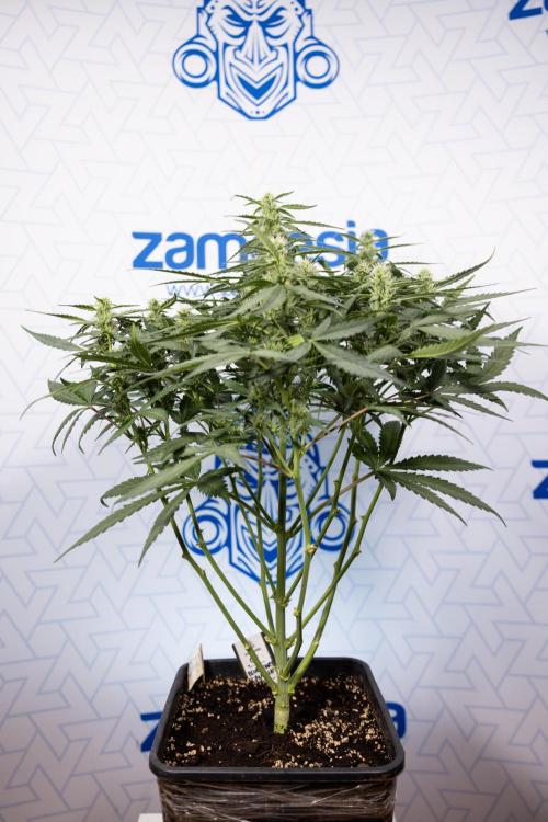 Blueberry Crumble 🔵 Auto - Z x B&B. Week 5 - BlueBerry Crumble #1 - No Techniques