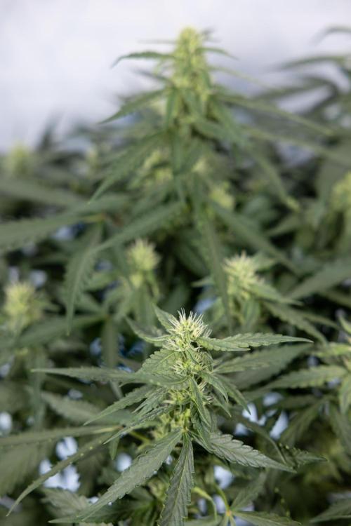 Blueberry Crumble 🔵 Auto - Z x B&B. Week 5 - BlueBerry Crumble #1 - No Techniques