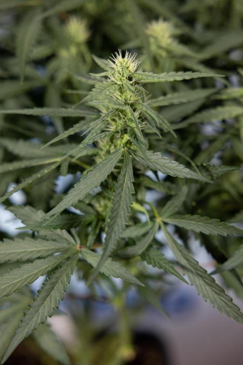 Blueberry Crumble 🔵 Auto - Z x B&B. Week 5 - BlueBerry Crumble #1 - No Techniques