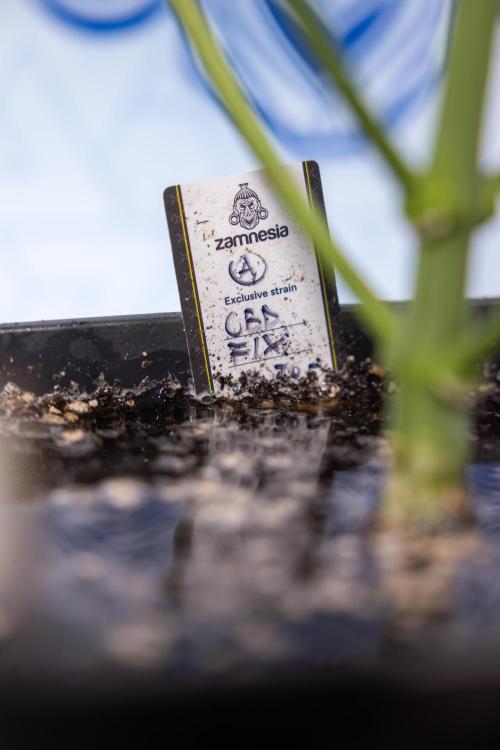 CBD FIX 🏥 Auto - Zamnesia x B&B. Week 5 - CBD FIX #1 - No Techniques - Week 06