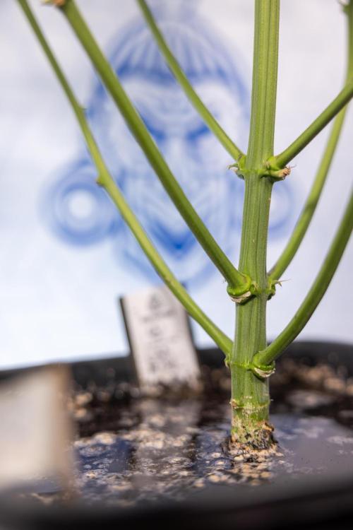 CBD FIX 🏥 Auto - Zamnesia x B&B. Week 5 - CBD FIX #1 - No Techniques - Week 06