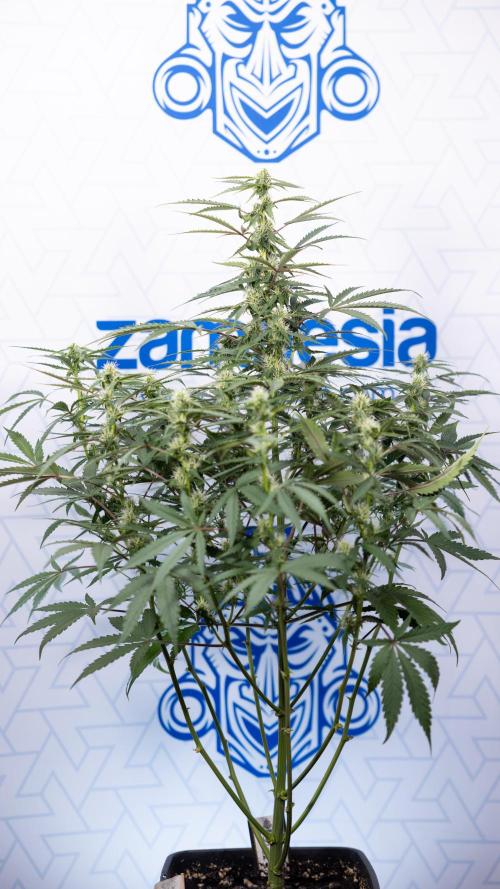 CBD FIX 🏥 Auto - Zamnesia x B&B. Week 5 - CBD FIX #1 - No Techniques - Week 06