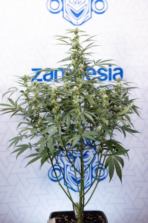 CBD FIX 🏥 Auto - Zamnesia x B&B. Week 5 - CBD FIX #1 - No Techniques - Week 06