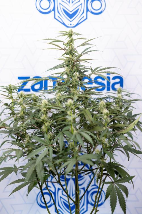 CBD FIX 🏥 Auto - Zamnesia x B&B. Week 5 - CBD FIX #1 - No Techniques - Week 06