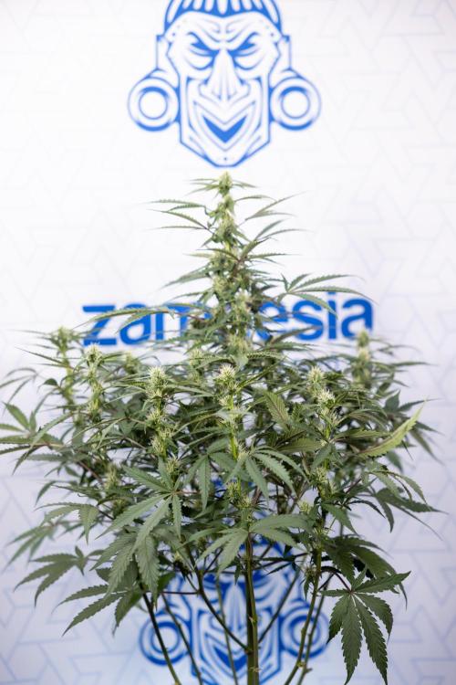CBD FIX 🏥 Auto - Zamnesia x B&B. Week 5 - CBD FIX #1 - No Techniques - Week 06