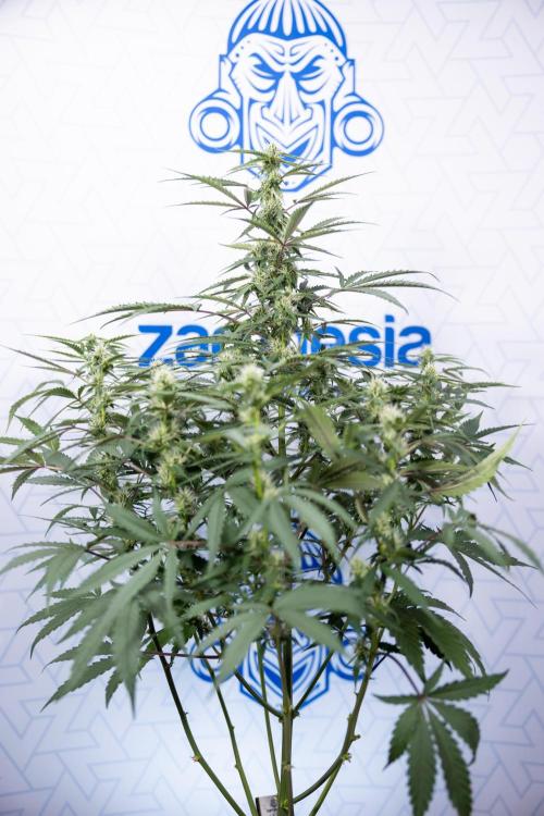 CBD FIX 🏥 Auto - Zamnesia x B&B. Week 5 - CBD FIX #1 - No Techniques - Week 06