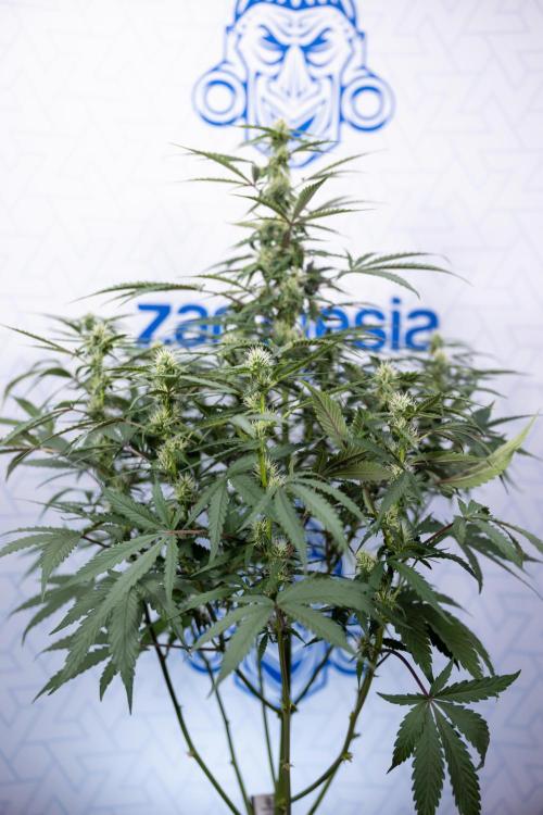 CBD FIX 🏥 Auto - Zamnesia x B&B. Week 5 - CBD FIX #1 - No Techniques - Week 06