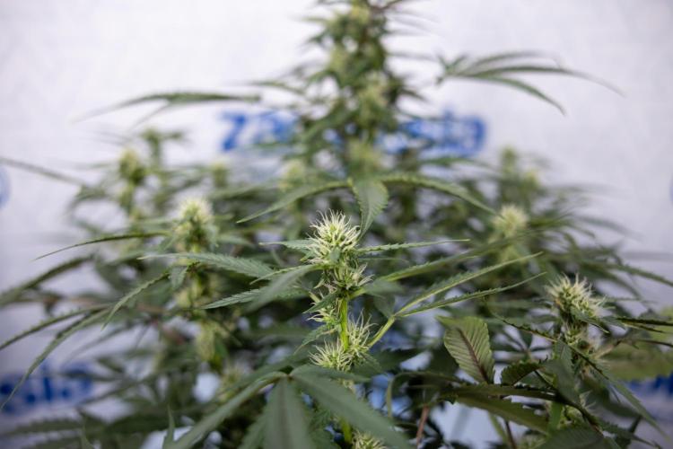 CBD FIX 🏥 Auto - Zamnesia x B&B. Week 5 - CBD FIX #1 - No Techniques - Week 06