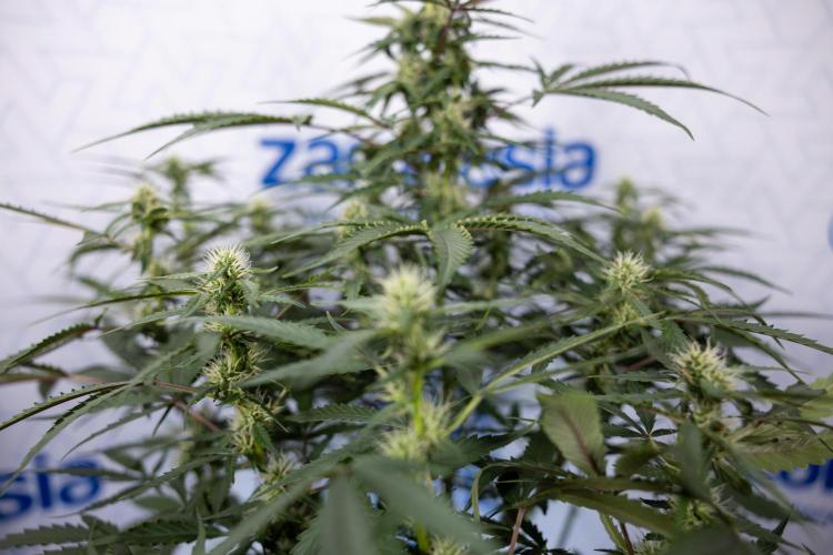 CBD FIX 🏥 Auto - Zamnesia x B&B. Week 5 - CBD FIX #1 - No Techniques - Week 06