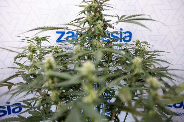 CBD FIX 🏥 Auto - Zamnesia x B&B. Week 5 - CBD FIX #1 - No Techniques - Week 06