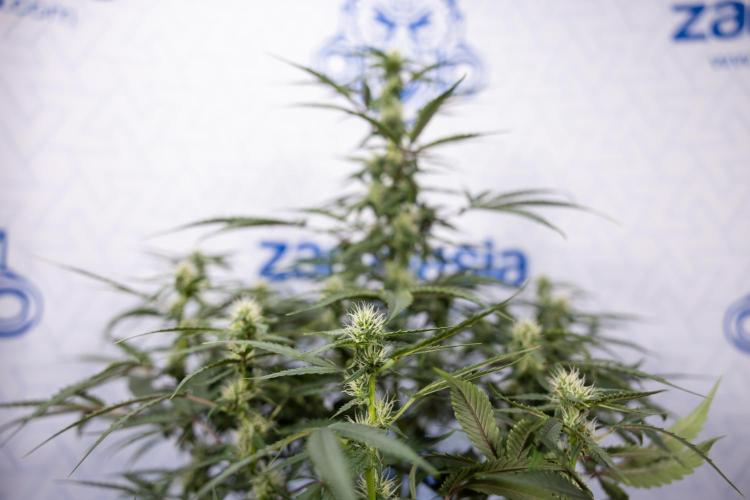 CBD FIX 🏥 Auto - Zamnesia x B&B. Week 5 - CBD FIX #1 - No Techniques - Week 06