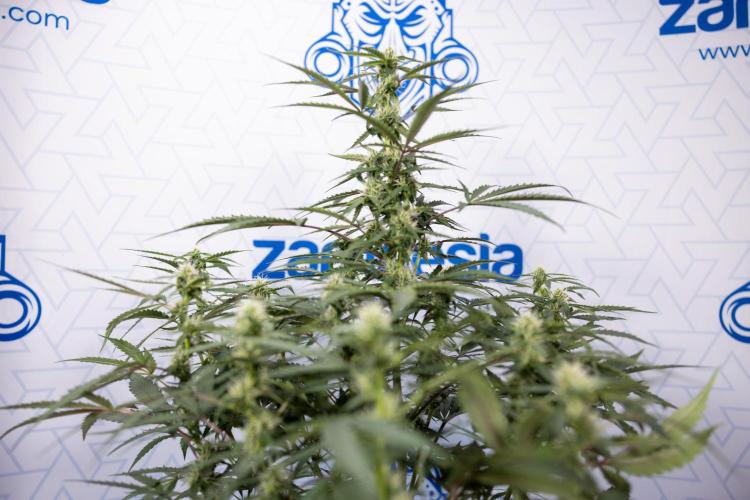 CBD FIX 🏥 Auto - Zamnesia x B&B. Week 5 - CBD FIX #1 - No Techniques - Week 06