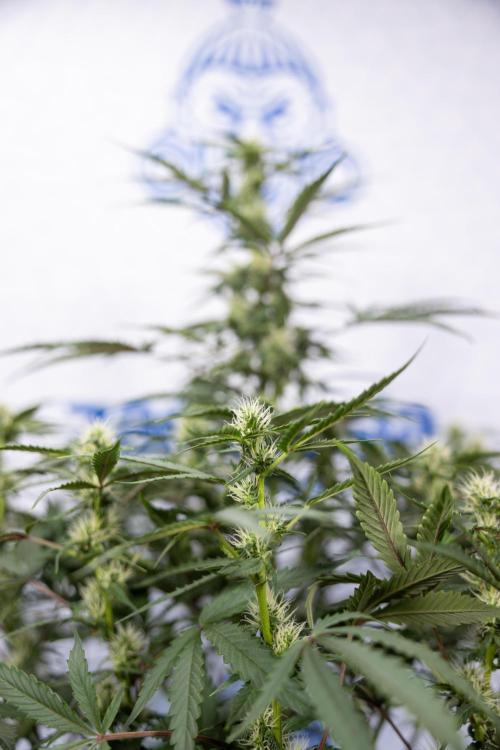 CBD FIX 🏥 Auto - Zamnesia x B&B. Week 5 - CBD FIX #1 - No Techniques - Week 06