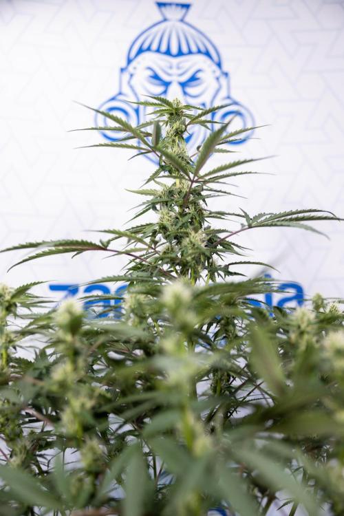 CBD FIX 🏥 Auto - Zamnesia x B&B. Week 5 - CBD FIX #1 - No Techniques - Week 06