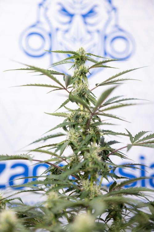 CBD FIX 🏥 Auto - Zamnesia x B&B. Week 5 - CBD FIX #1 - No Techniques - Week 06