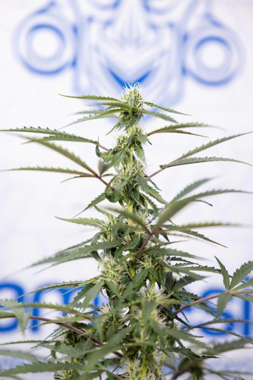 CBD FIX 🏥 Auto - Zamnesia x B&B. Week 5 - CBD FIX #1 - No Techniques - Week 06