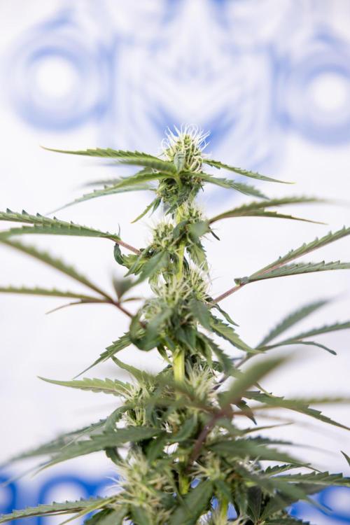 CBD FIX 🏥 Auto - Zamnesia x B&B. Week 5 - CBD FIX #1 - No Techniques - Week 06