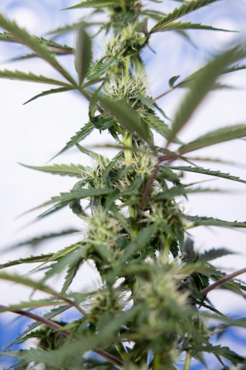 CBD FIX 🏥 Auto - Zamnesia x B&B. Week 5 - CBD FIX #1 - No Techniques - Week 06