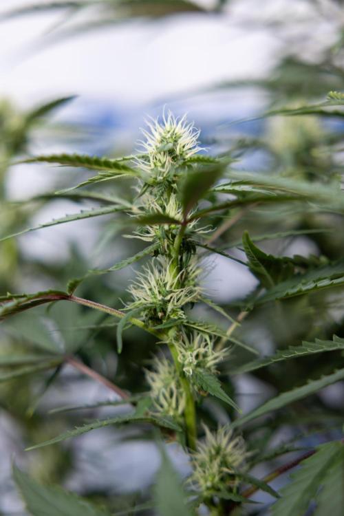 CBD FIX 🏥 Auto - Zamnesia x B&B. Week 5 - CBD FIX #1 - No Techniques - Week 06