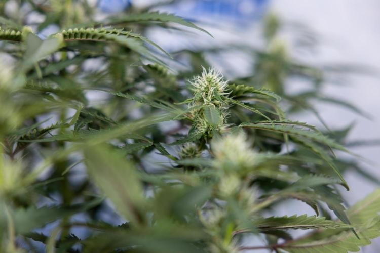 CBD FIX 🏥 Auto - Zamnesia x B&B. Week 5 - CBD FIX #1 - No Techniques - Week 06