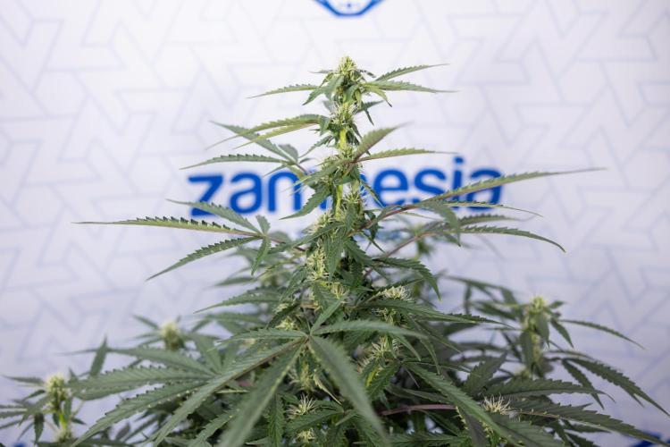 CBD FIX 🏥 Auto - Zamnesia x B&B. Week 5 - CBD FIX #1 - No Techniques - Week 06
