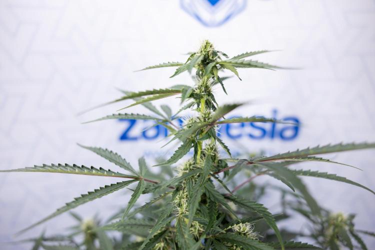 CBD FIX 🏥 Auto - Zamnesia x B&B. Week 5 - CBD FIX #1 - No Techniques - Week 06