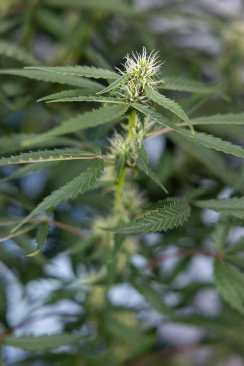 CBD FIX 🏥 Auto - Zamnesia x B&B. Week 5 - CBD FIX #1 - No Techniques - Week 06
