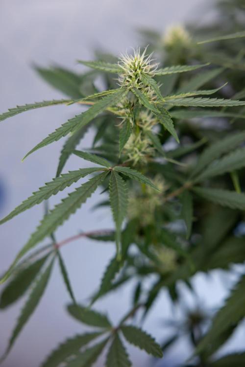 CBD FIX 🏥 Auto - Zamnesia x B&B. Week 5 - CBD FIX #1 - No Techniques - Week 06