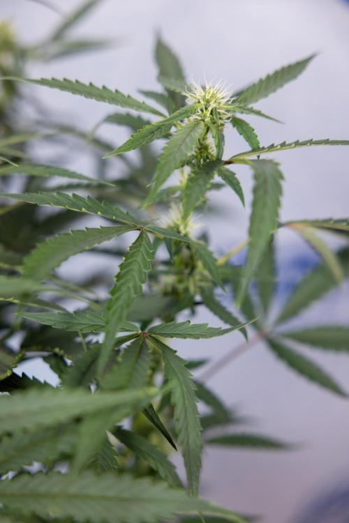 CBD FIX 🏥 Auto - Zamnesia x B&B. Week 5 - CBD FIX #1 - No Techniques - Week 06