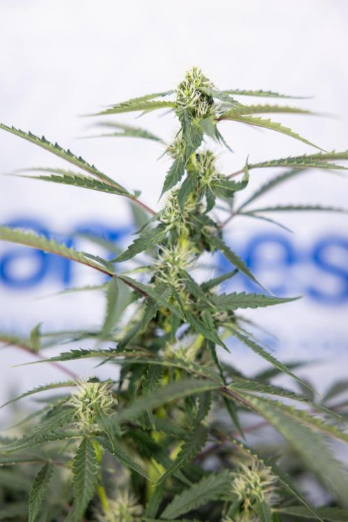 CBD FIX 🏥 Auto - Zamnesia x B&B. Week 5 - CBD FIX #1 - No Techniques - Week 06