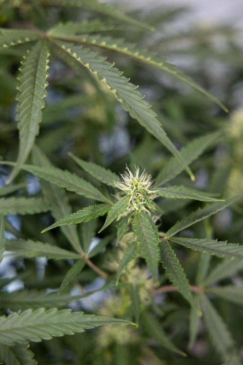 CBD FIX 🏥 Auto - Zamnesia x B&B. Week 5 - CBD FIX #1 - No Techniques - Week 06
