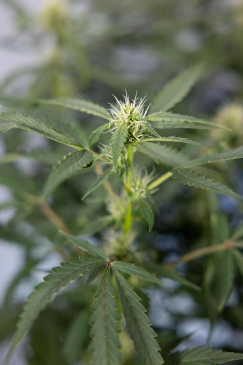 CBD Fix Automatic. Week 5