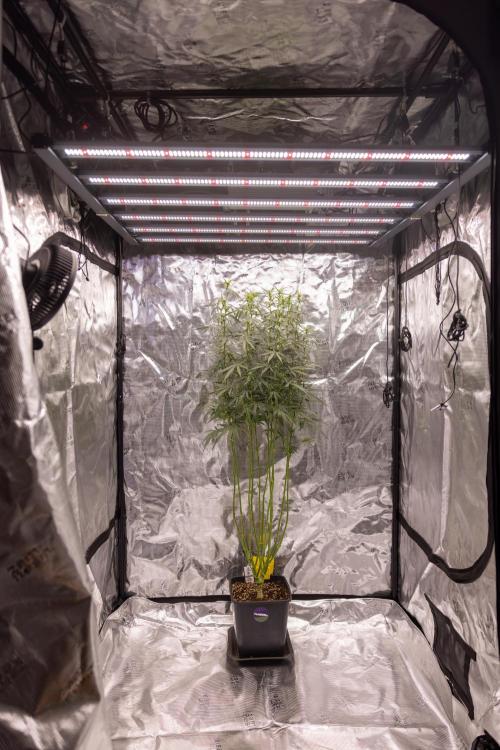 Godfather OG ✞ Auto - Zamnesia x B&B. Week 7